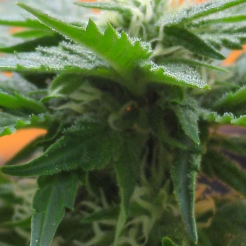 Starting small critical automatic growlog timeline photo