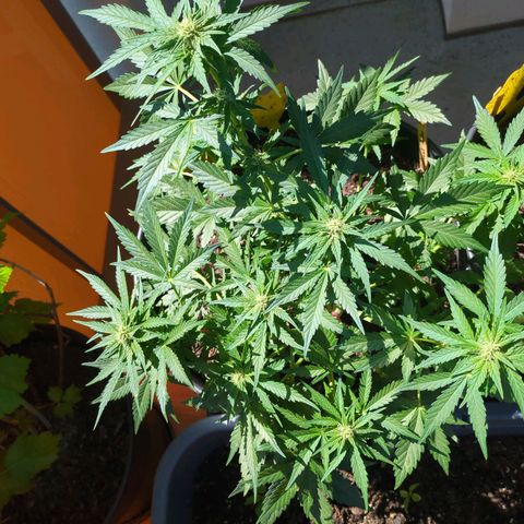 Starting small critical automatic growlog timeline photo