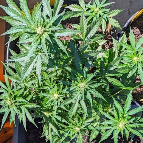 Starting small critical automatic growlog timeline photo