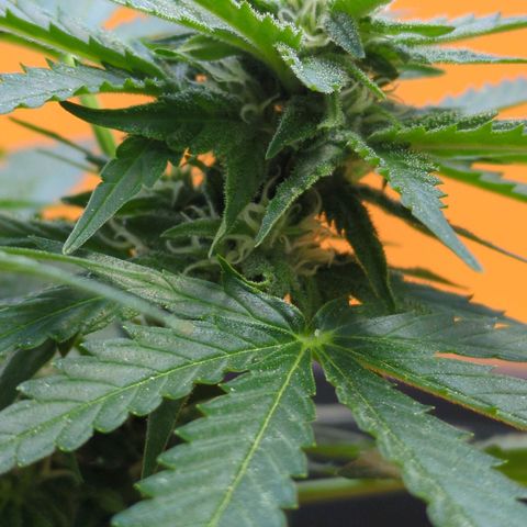 Starting small critical automatic growlog timeline photo