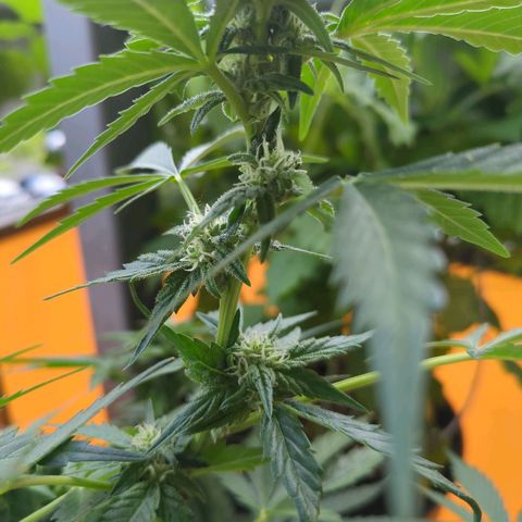 Starting small critical automatic growlog timeline photo