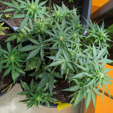 Starting small critical automatic growlog timeline photo