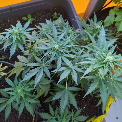 Starting small critical automatic growlog timeline photo
