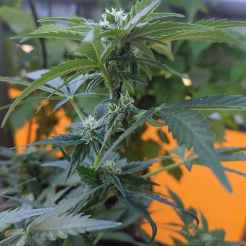 Starting small critical automatic growlog timeline photo