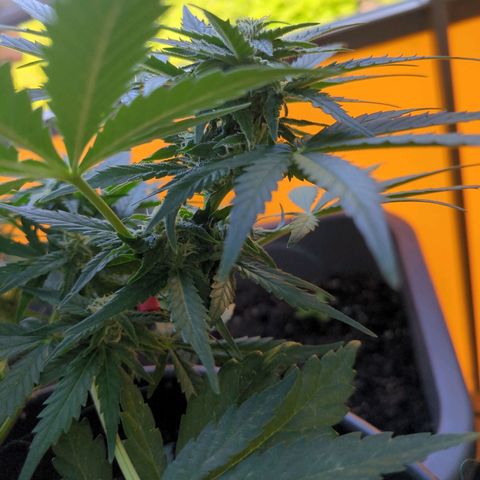Starting small critical automatic growlog timeline photo
