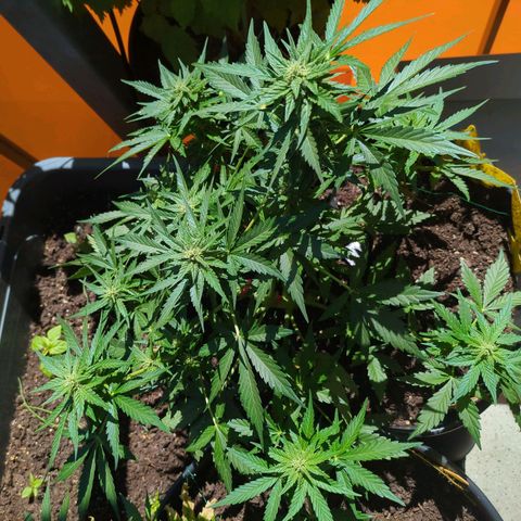 Starting small critical automatic growlog timeline photo