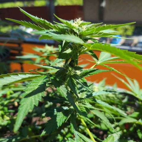 Starting small critical automatic growlog timeline photo