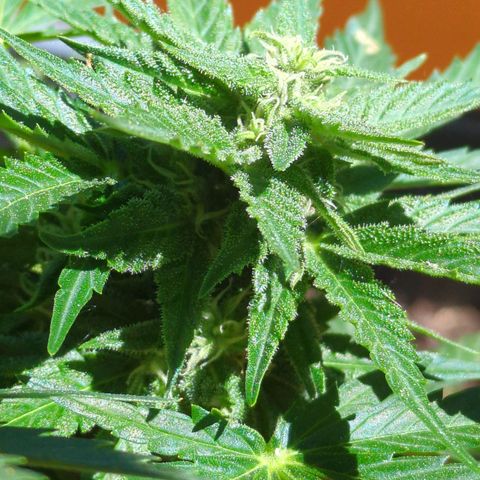 Starting small critical automatic growlog timeline photo