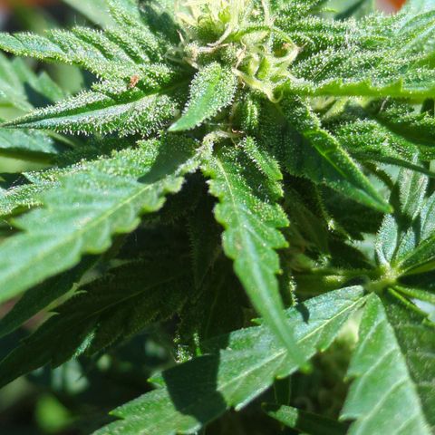 Starting small critical automatic growlog timeline photo