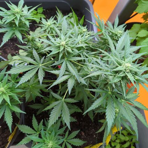 Starting small critical automatic growlog timeline photo