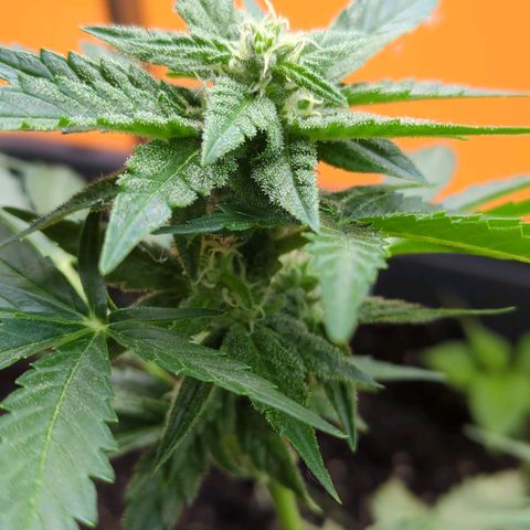 Starting small critical automatic growlog timeline photo