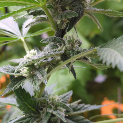 Starting small critical automatic growlog timeline photo