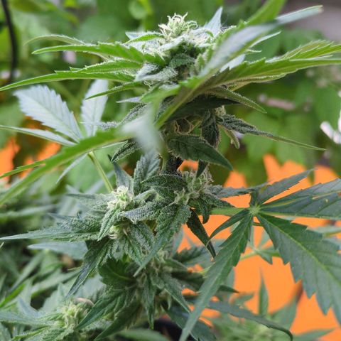Starting small critical automatic growlog timeline photo