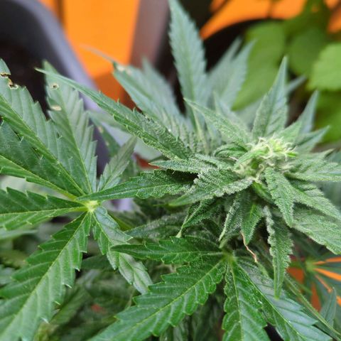 Starting small critical automatic growlog timeline photo