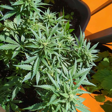 Starting small critical automatic growlog timeline photo