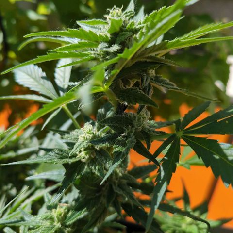 Starting small critical automatic growlog timeline photo