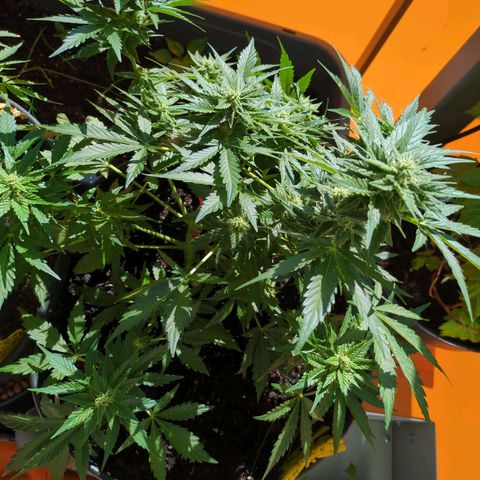 Starting small critical automatic growlog timeline photo