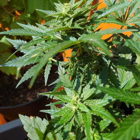 Starting small critical automatic growlog timeline photo