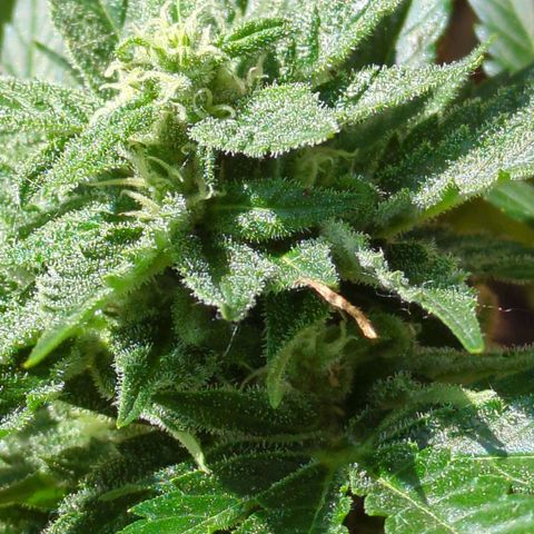 Starting small critical automatic growlog timeline photo