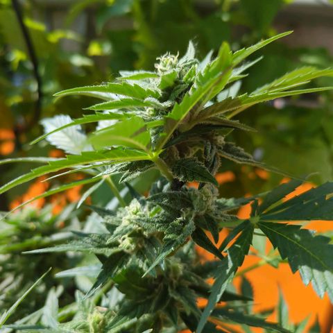 Starting small critical automatic growlog timeline photo