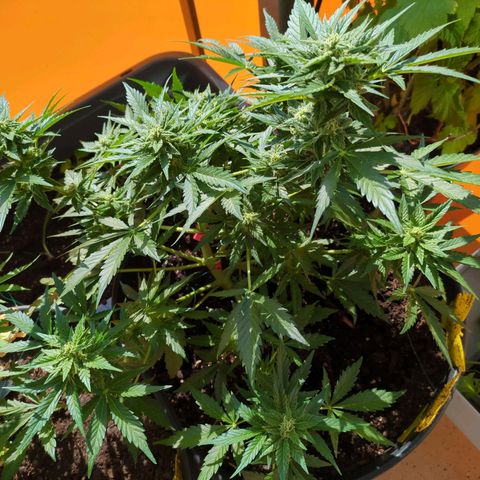 Starting small critical automatic growlog timeline photo