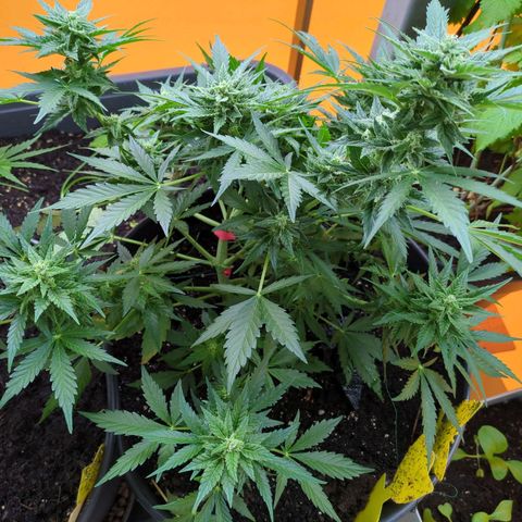 Starting small critical automatic growlog timeline photo
