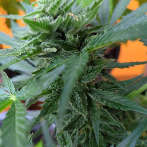 Starting small critical automatic growlog timeline photo