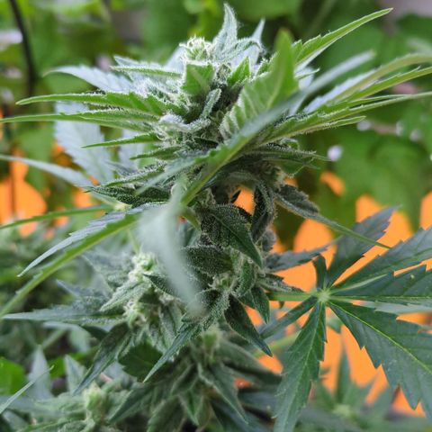 Starting small critical automatic growlog timeline photo