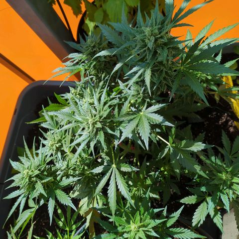 Starting small critical automatic growlog timeline photo