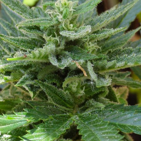 Starting small critical automatic growlog timeline photo