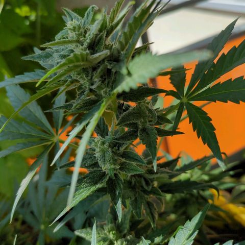 Starting small critical automatic growlog timeline photo