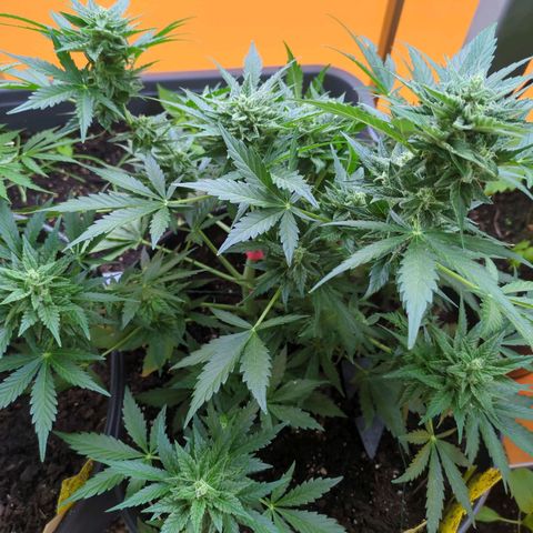 Starting small critical automatic growlog timeline photo