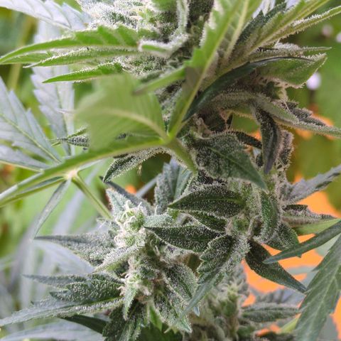 Starting small critical automatic growlog timeline photo