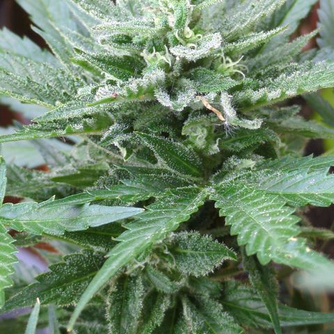 Starting small critical automatic growlog timeline photo