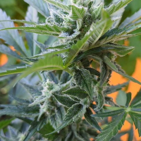 Starting small critical automatic growlog timeline photo