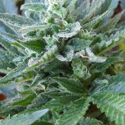 Starting small critical automatic growlog timeline photo