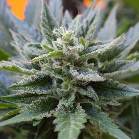 Starting small critical automatic growlog timeline photo