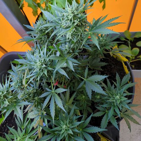 Starting small critical automatic growlog timeline photo