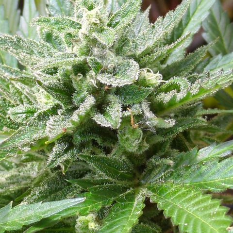 Starting small critical automatic growlog timeline photo