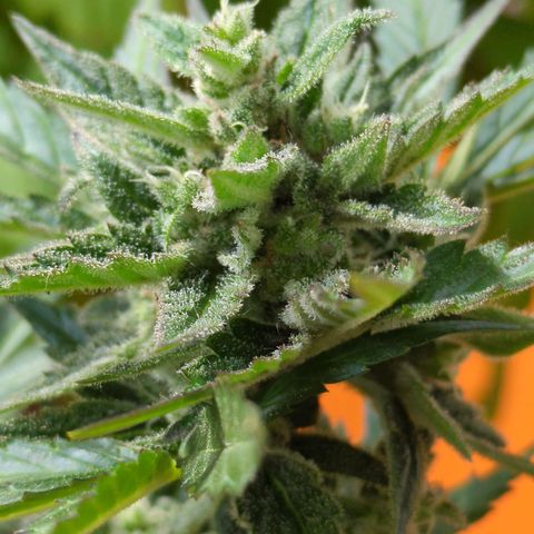 Starting small critical automatic growlog timeline photo