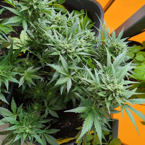 Starting small critical automatic growlog timeline photo