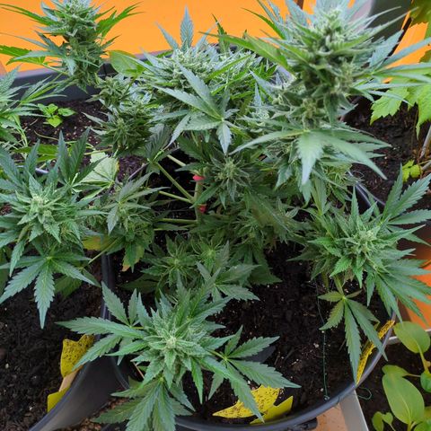 Starting small critical automatic growlog timeline photo