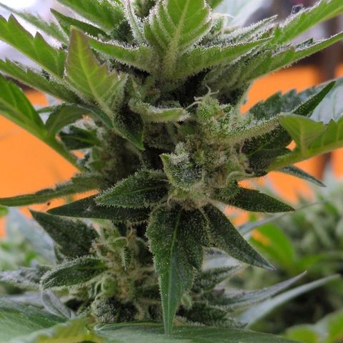 Starting small critical automatic growlog timeline photo