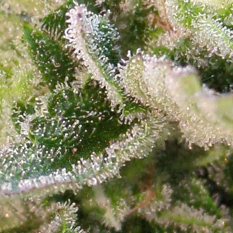 Starting small critical automatic growlog timeline photo