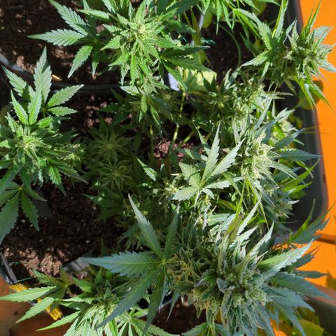 Starting small critical automatic growlog timeline photo