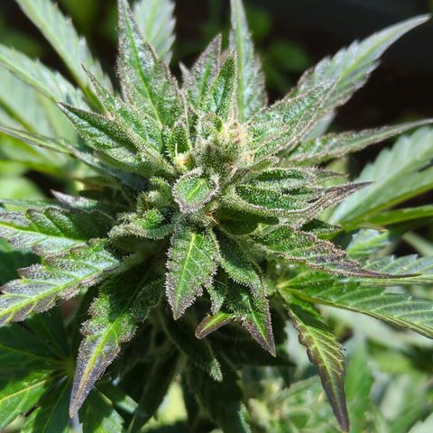 Starting small critical automatic growlog timeline photo