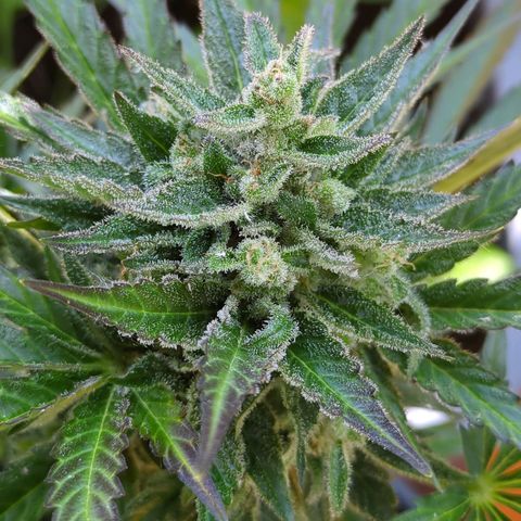 Starting small critical automatic growlog timeline photo