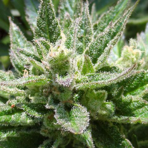 Starting small critical automatic growlog timeline photo