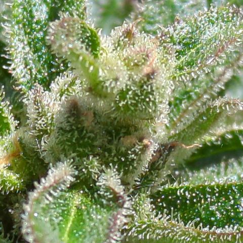 Starting small critical automatic growlog timeline photo