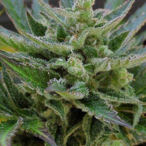 Starting small critical automatic growlog timeline photo